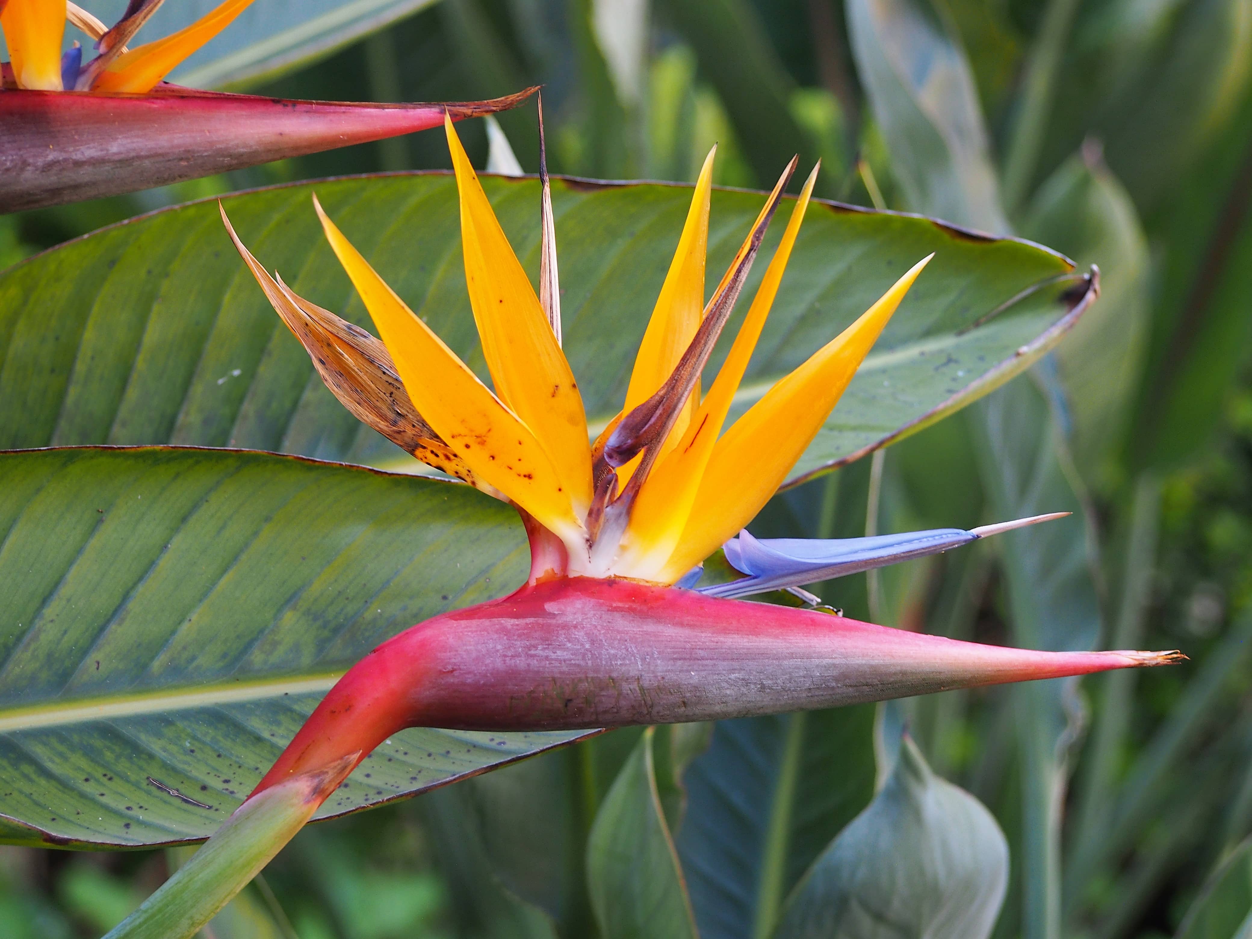 Bird of Paradise (Strelitzia reginae) CC