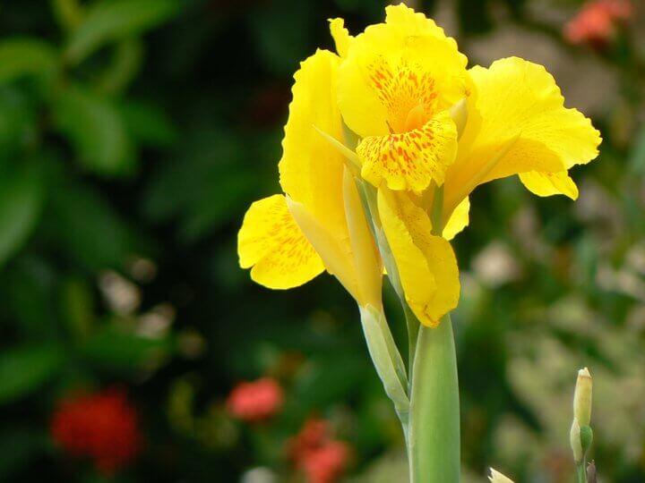 Canna flaccida CC