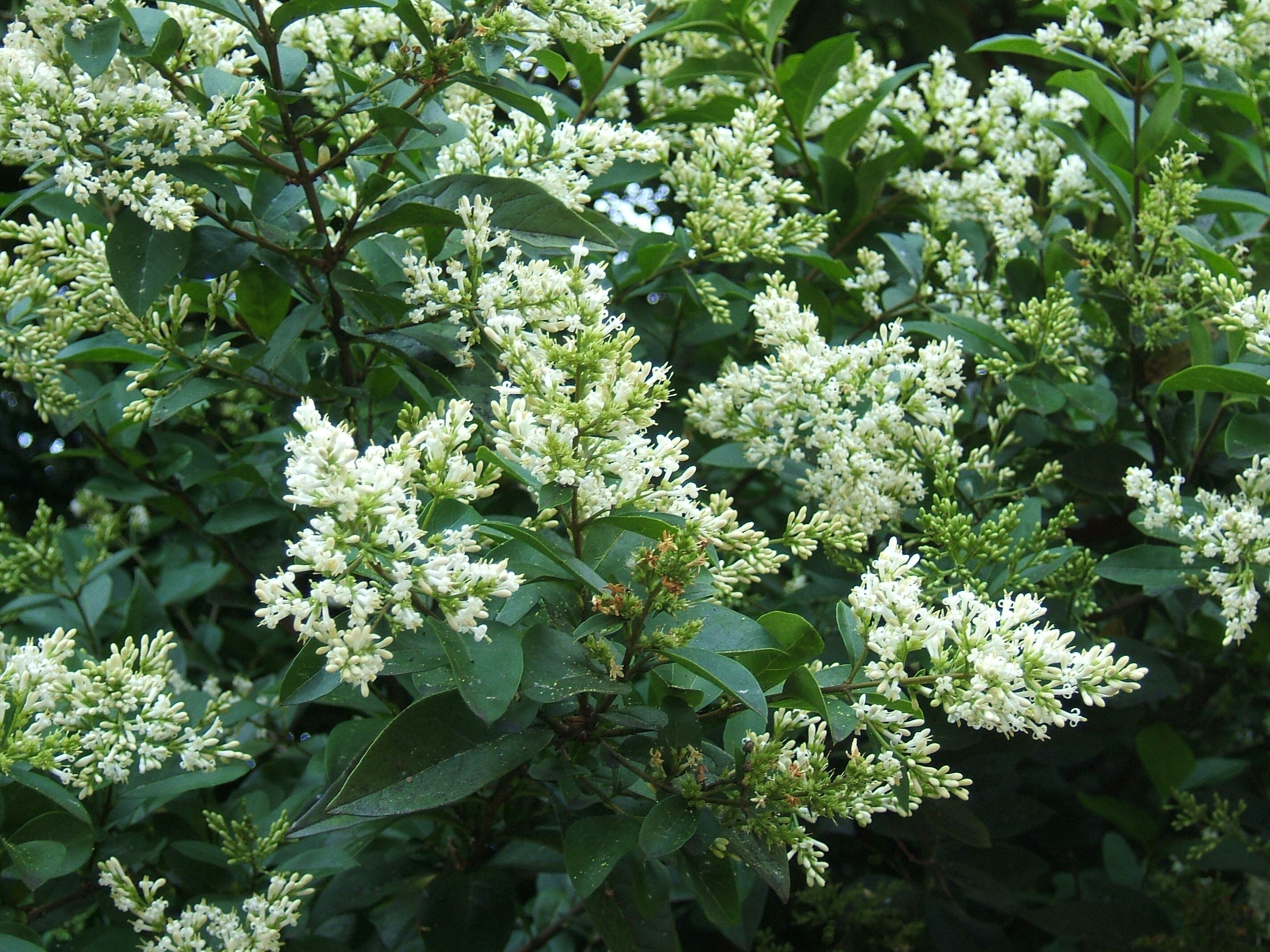 Privet (Ligustrum ovalifolium) CC