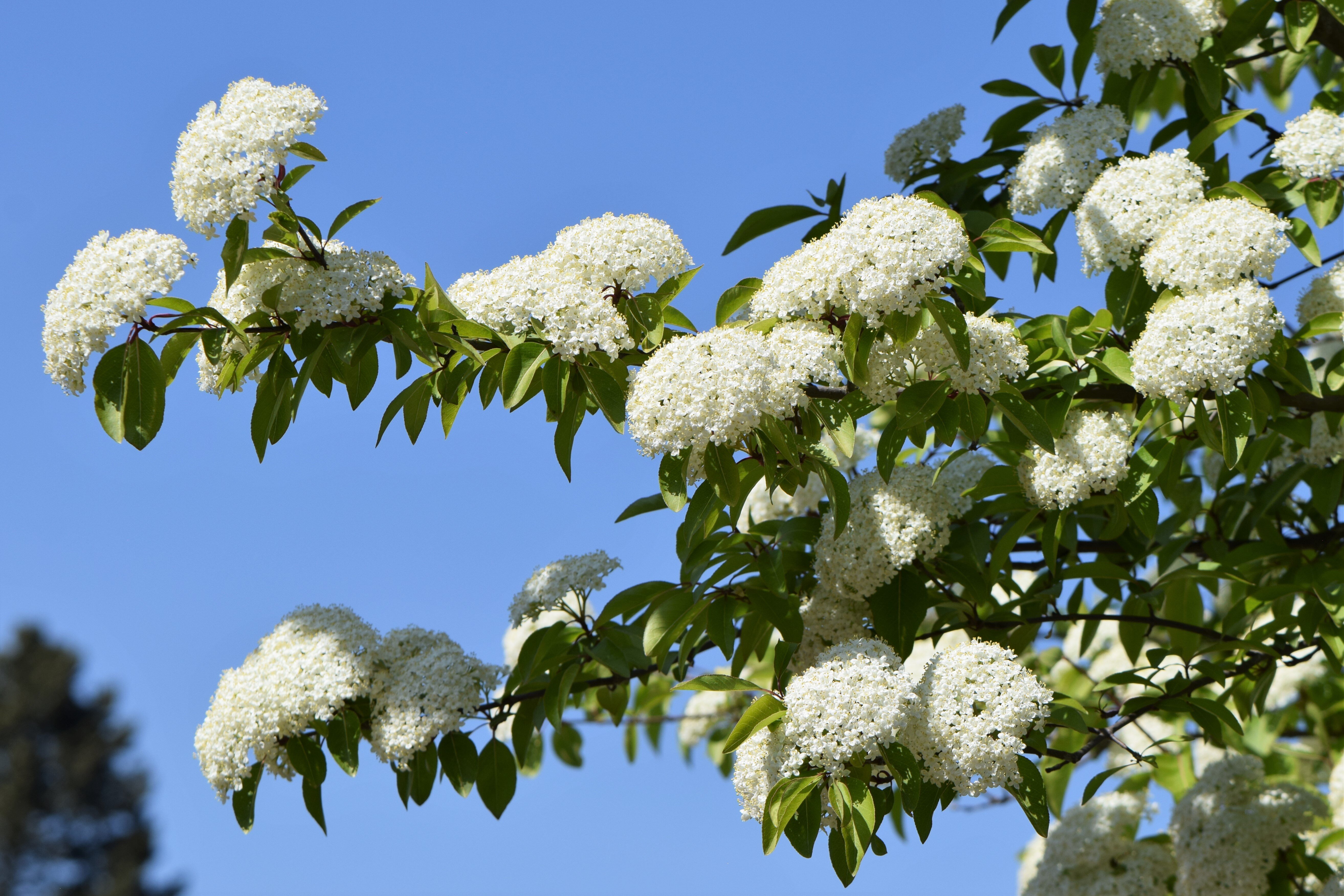 Viburnum prunifolium (CC)