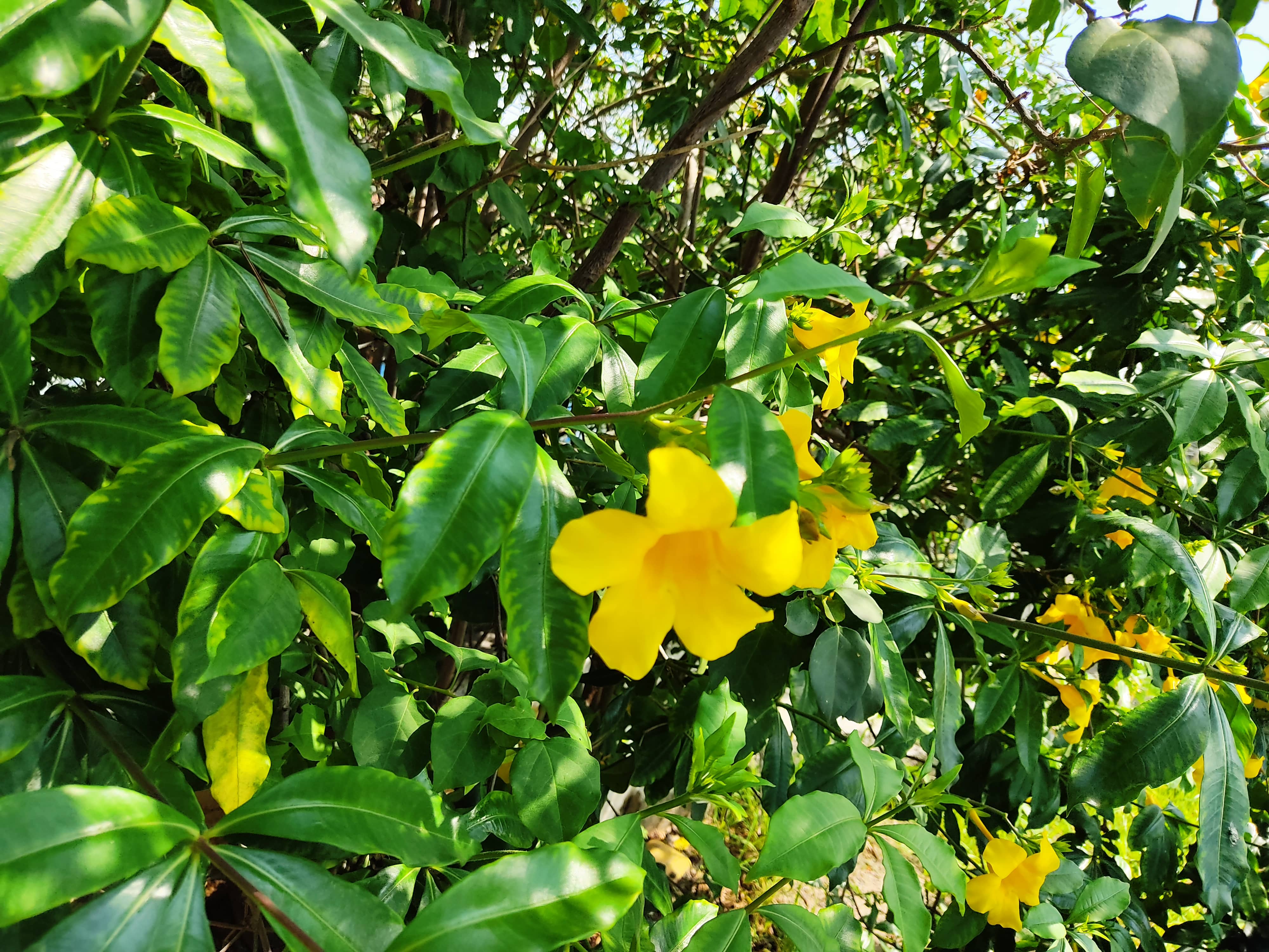 Yellow Mandevilla (Pentalinon luteum)