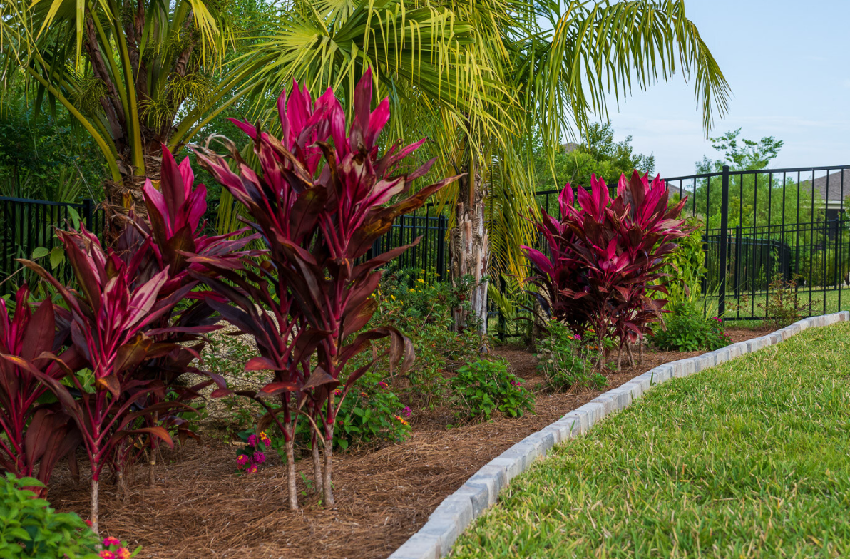 Residential backyard landscaping with planting beds and tropical plants