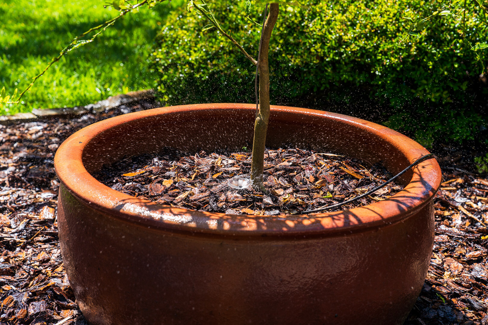 drip irrigation in a raised planter