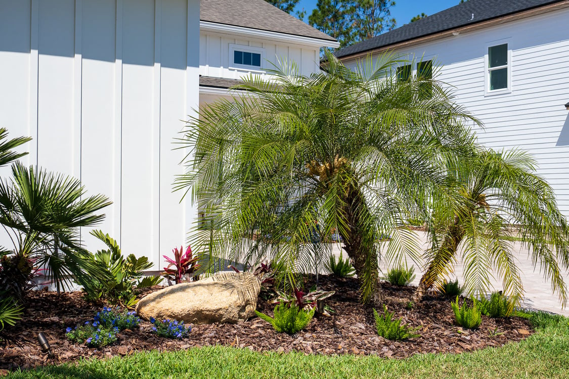 planting bed with bottle palm trees and perennials