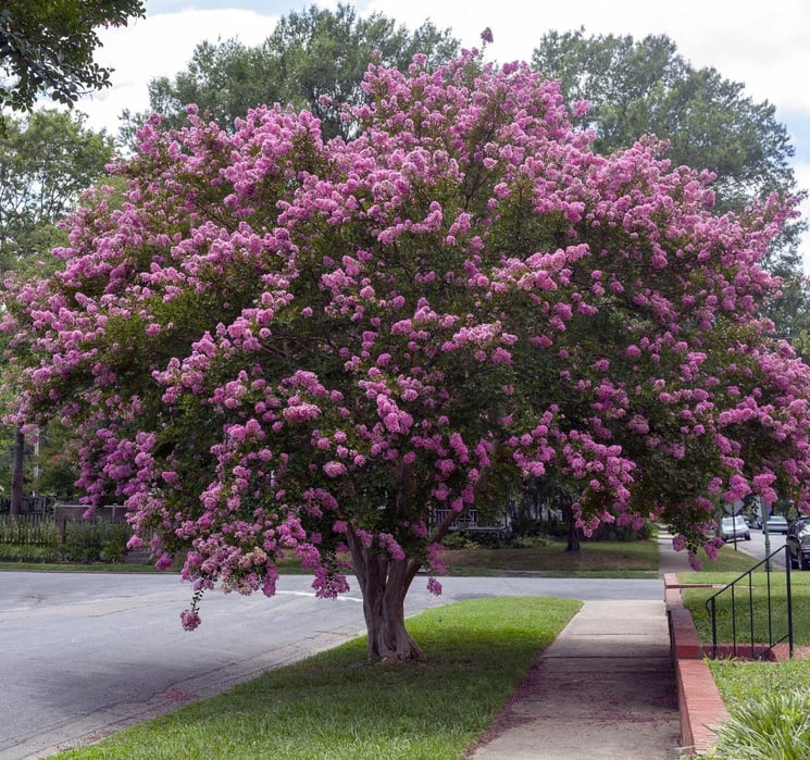 crape myrtle tree