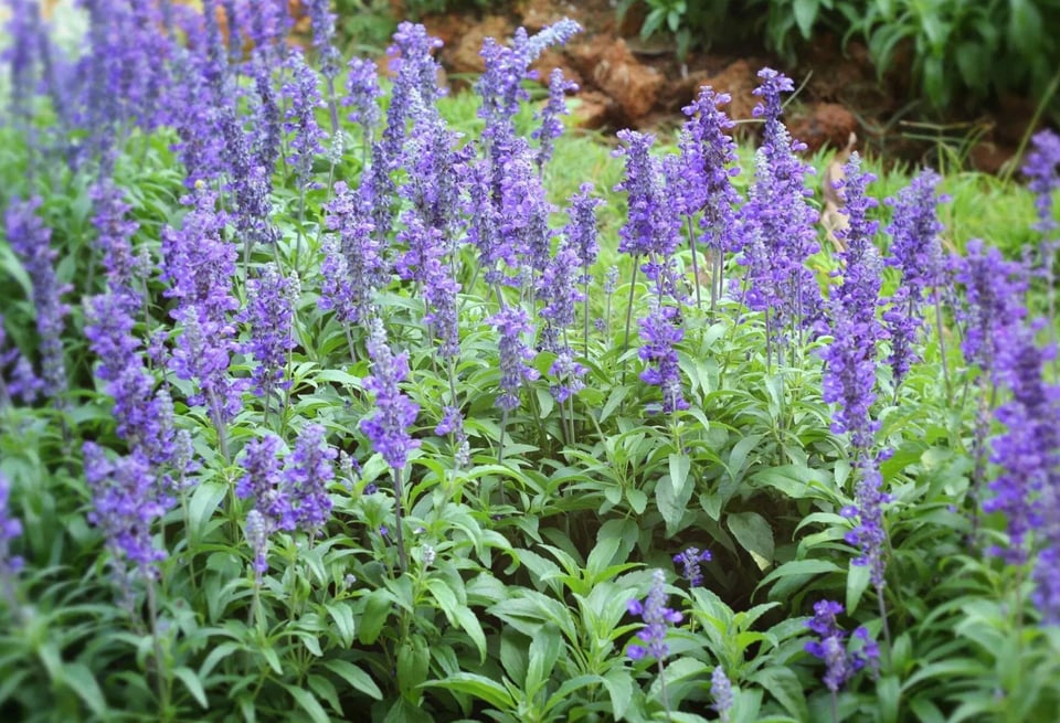 salvia