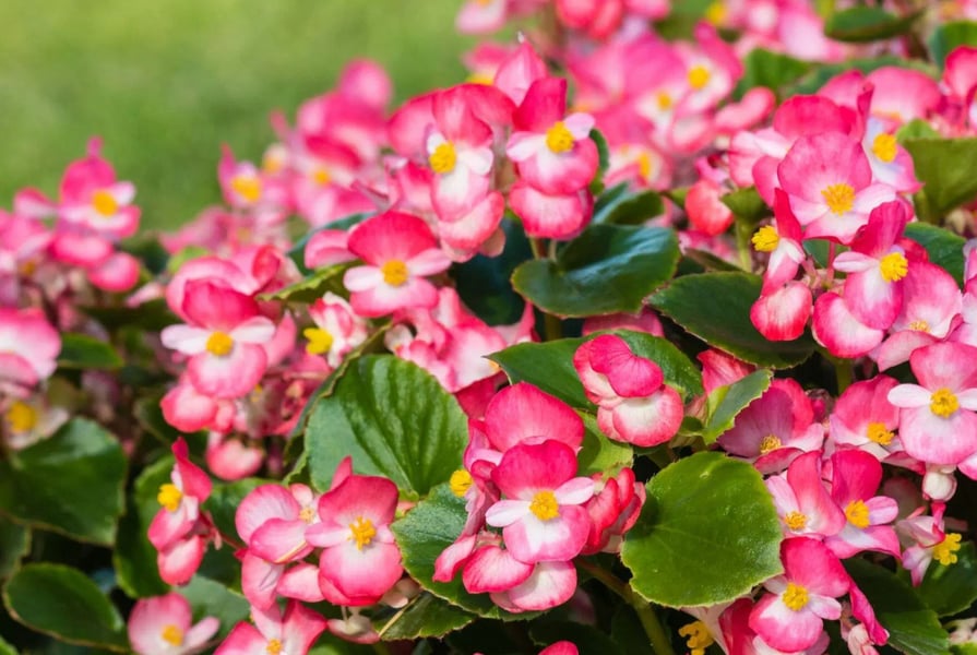 wax begonia