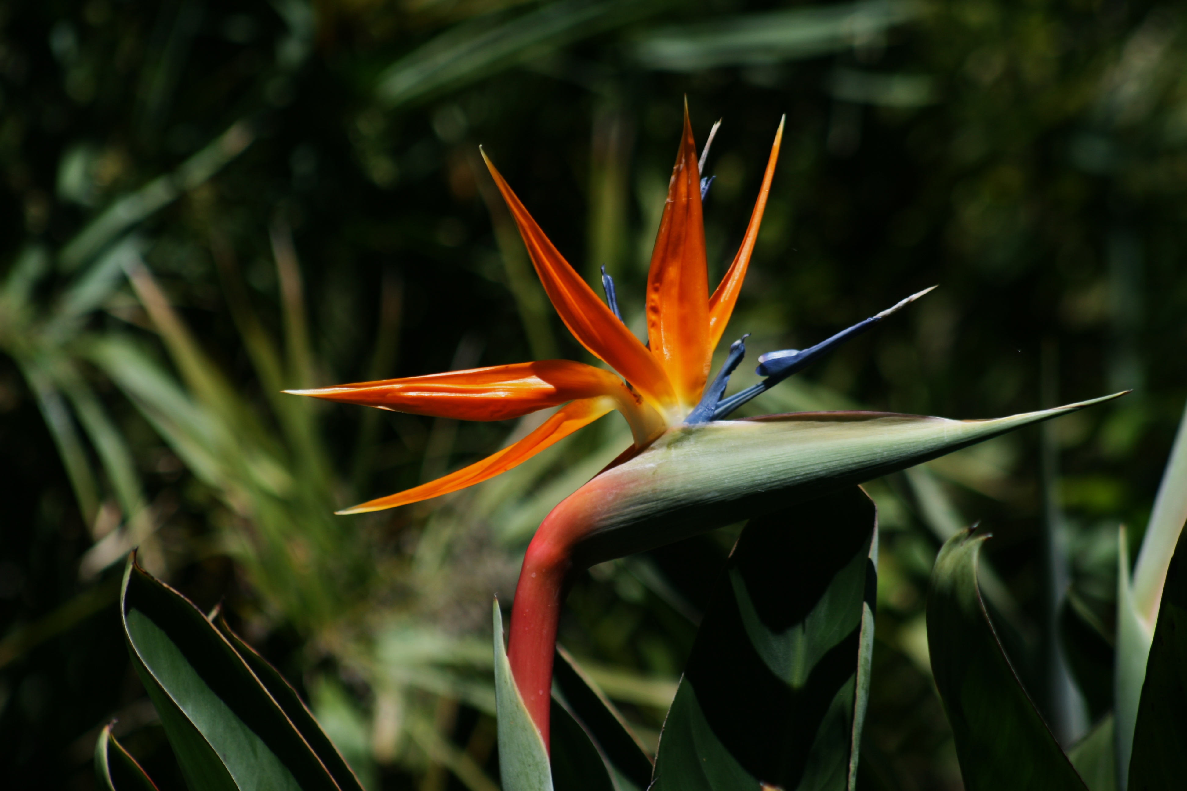 Bird of Paradise (Strelitzia reginae) CC