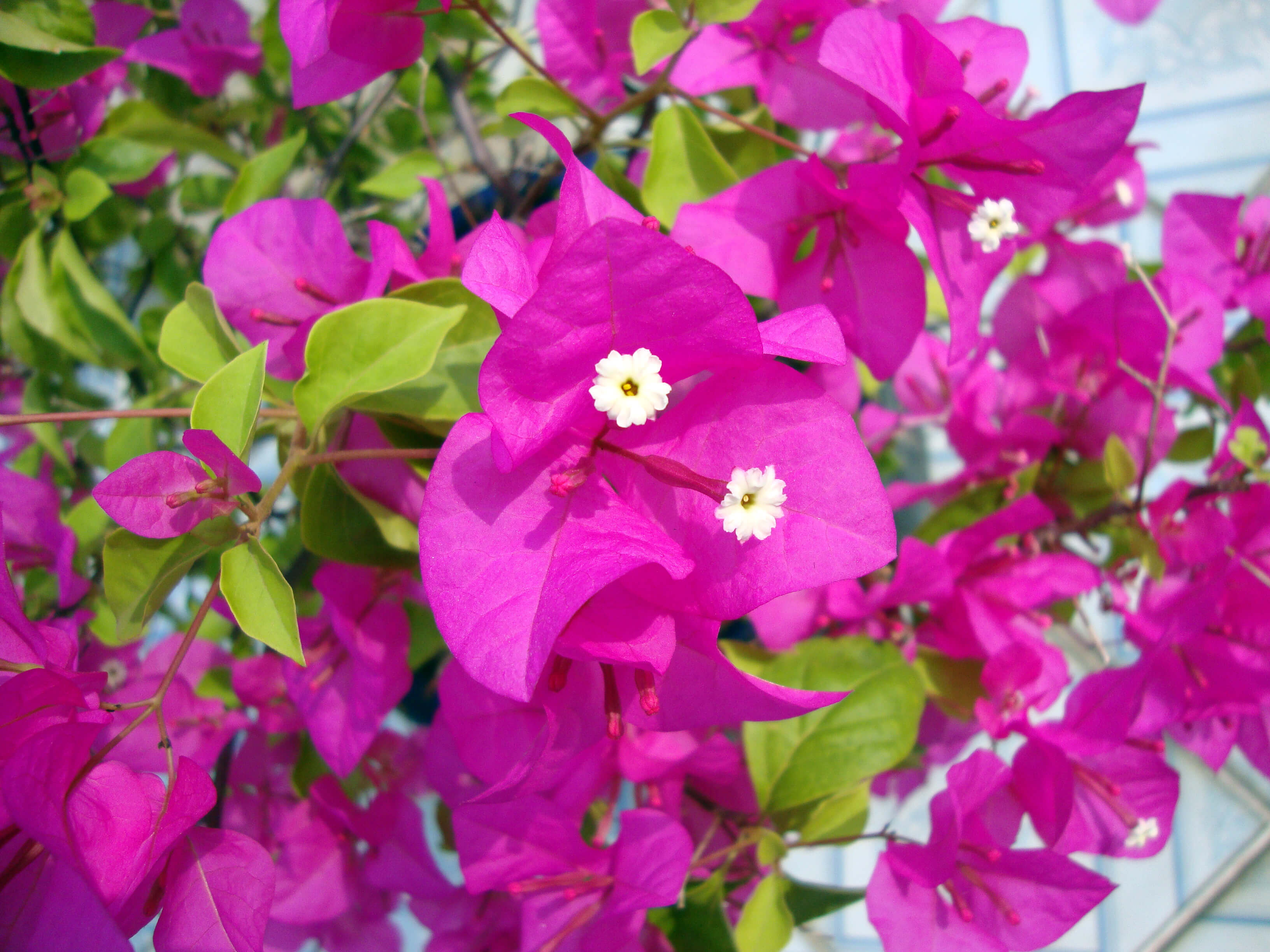 Bougainvillea spectabilis (CC)-1