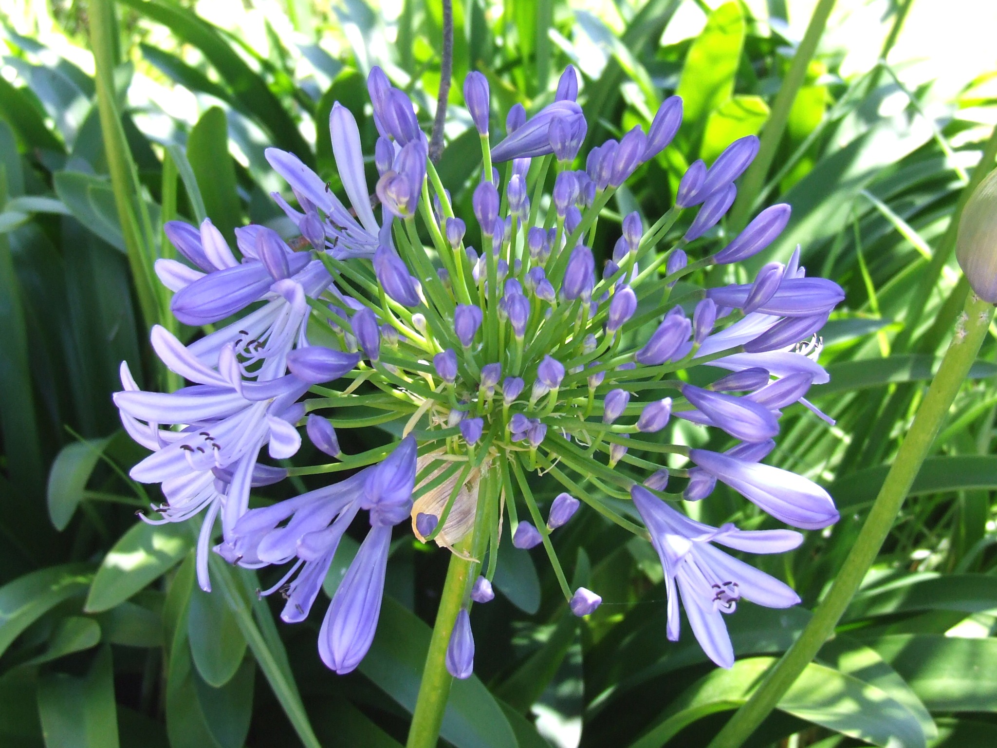 Lily of the Nile (Agapanthus) CC