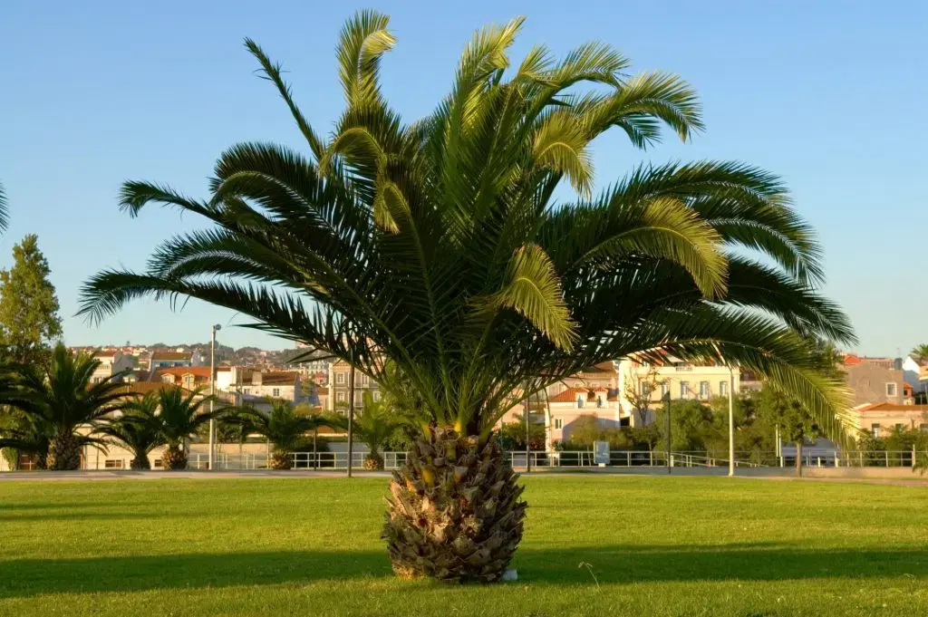 sago plan tree on lawn