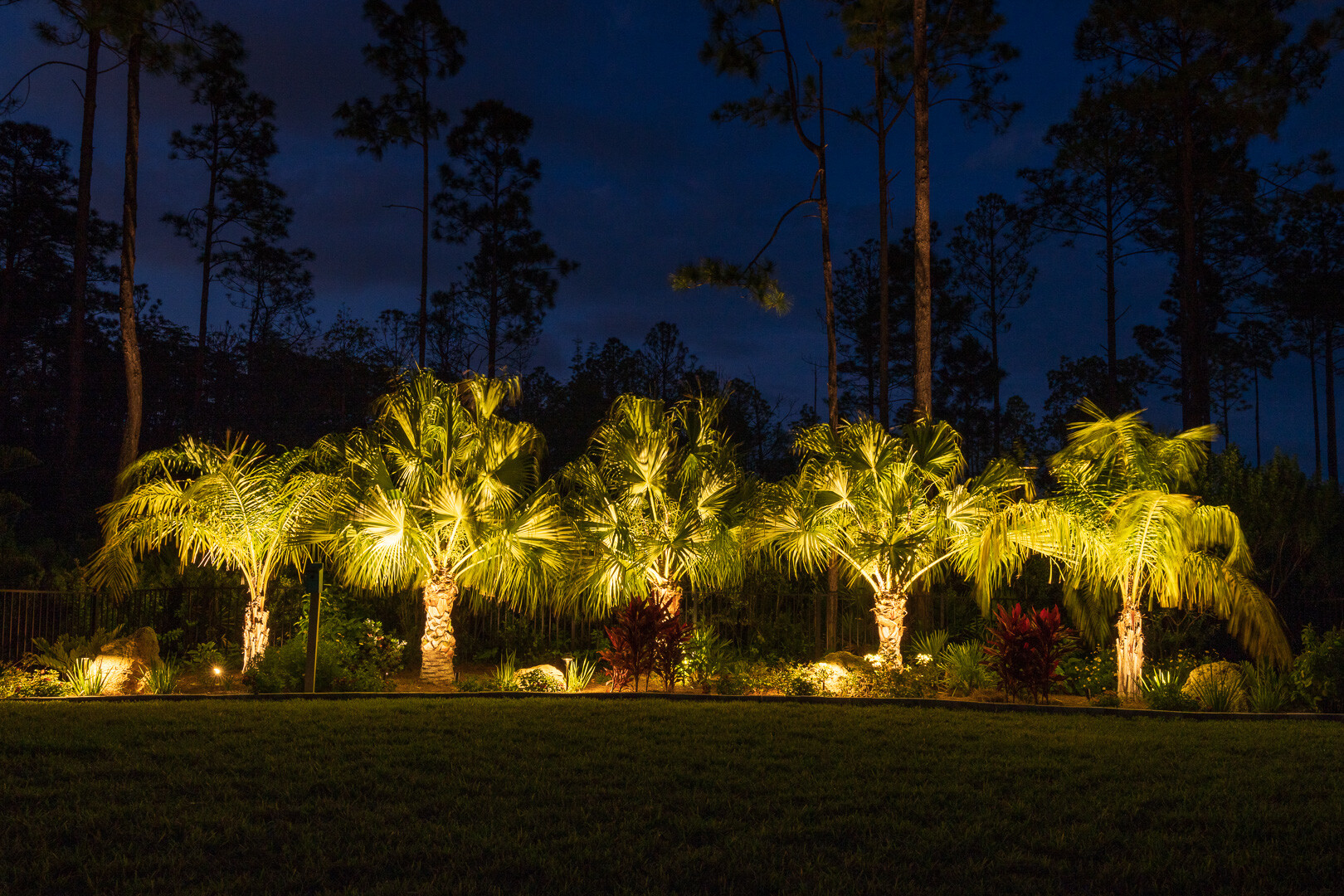 bottle palm trees landscape lighting