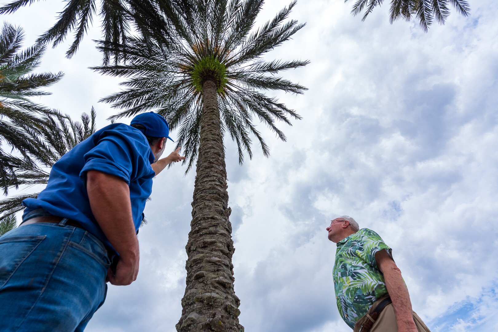 looking up at tall palm tree