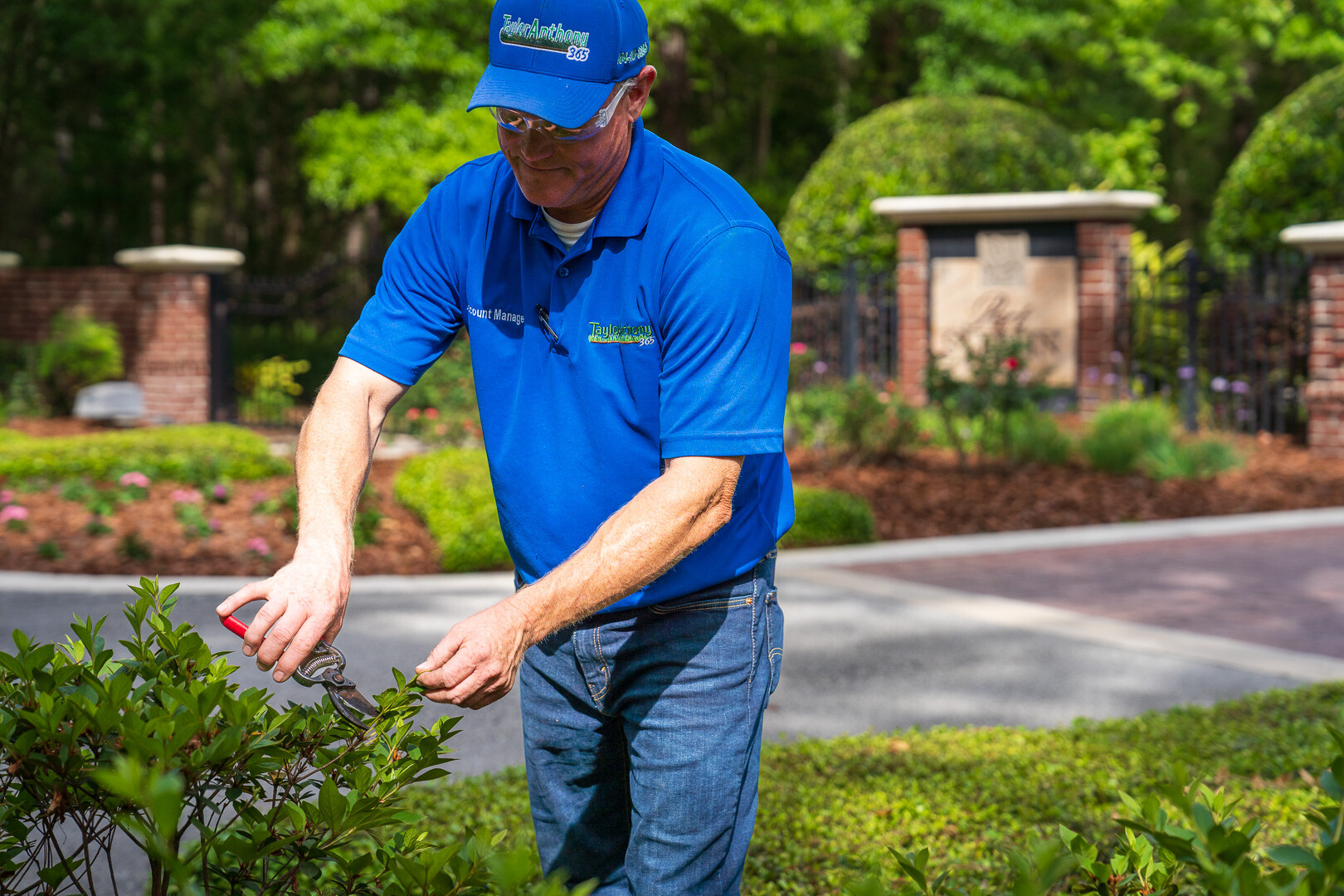 commercial maintenance technician pruning a large shrub 4