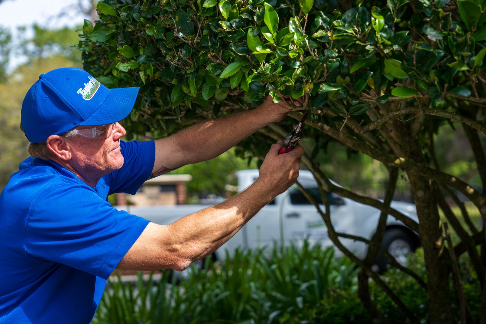 commercial maintenance technician pruning a large shrub