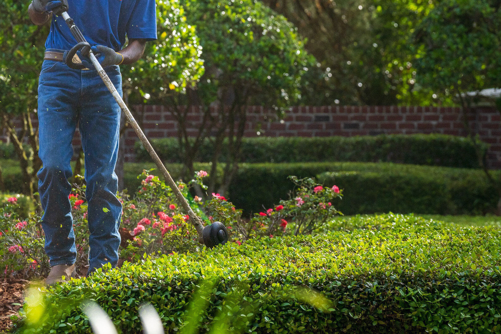 commercial maintenance technician string trimmer on shrub hedge 2