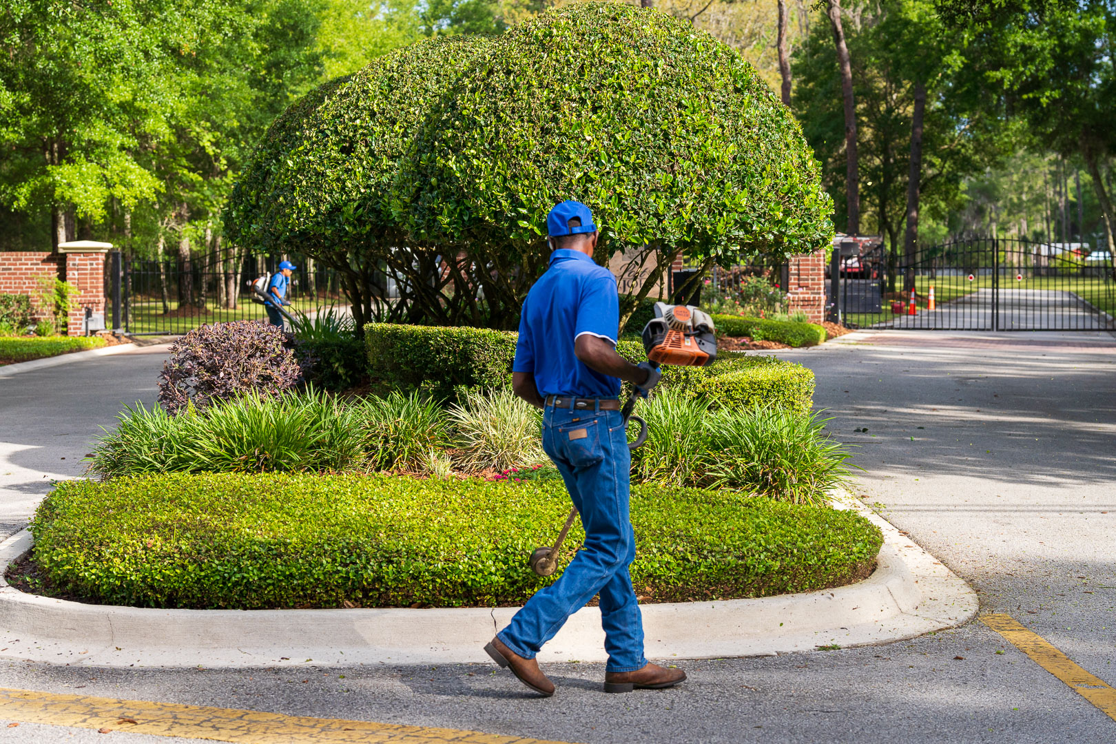 commercial maintenance technician string trimmer on shrub hedge 9