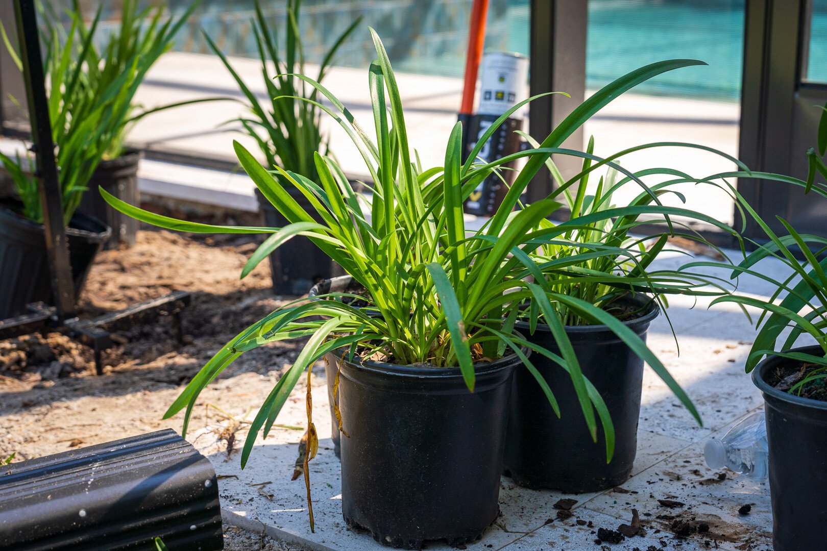 plants in pots awaiting installation