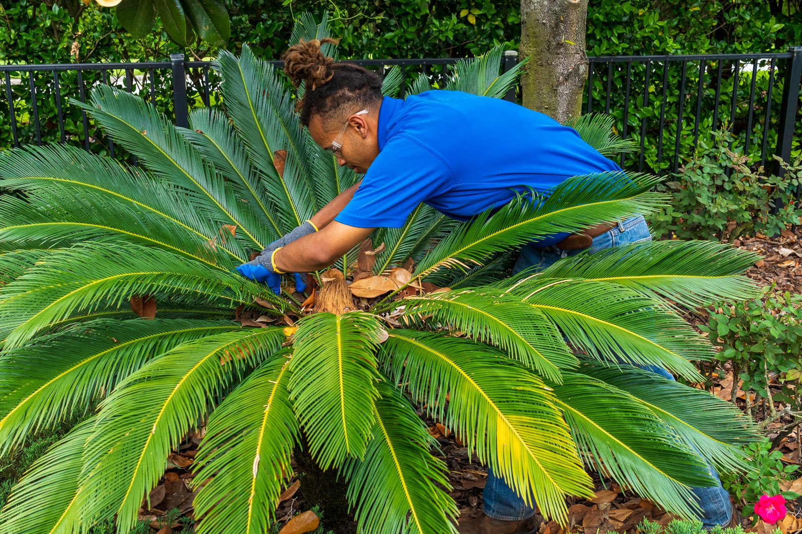 landscape maintenance technician pruning a tropical shrub in a commercial planting bed