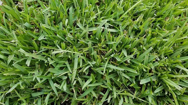 close-up of St. Augustine grass