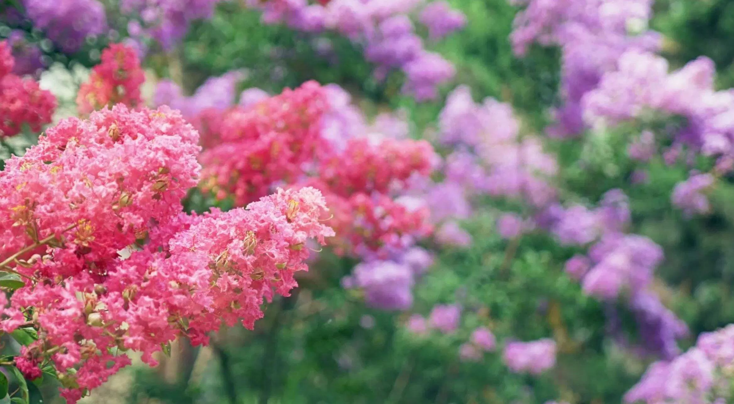 close-up crape myrtle