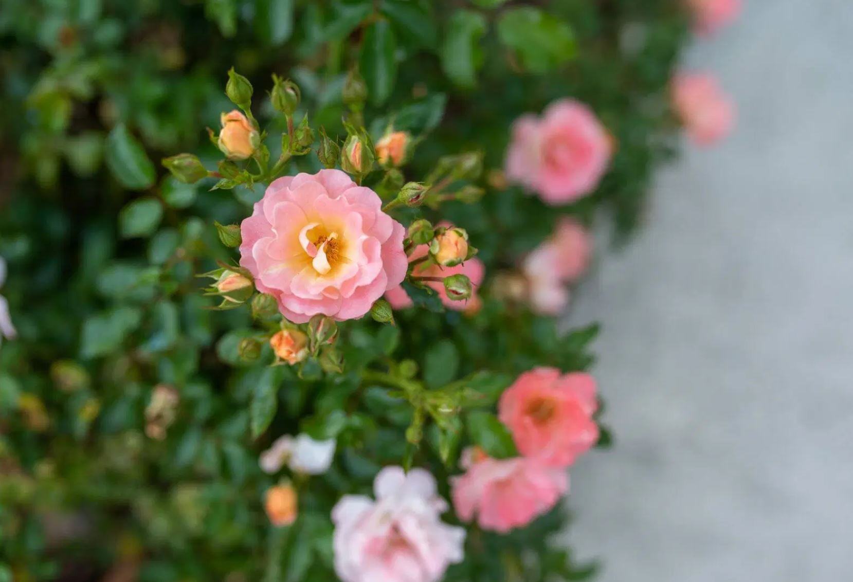 close-up of roses