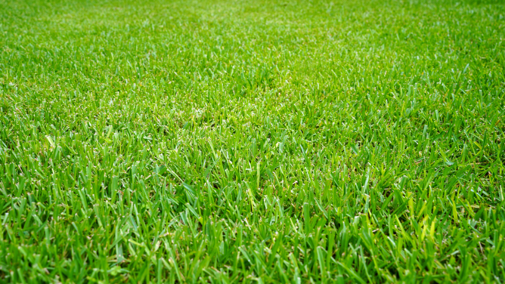 Ponte Vedra Lawn Care