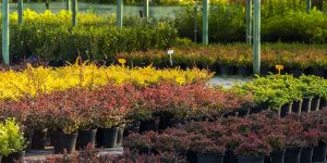 types of shrubs for landscaping