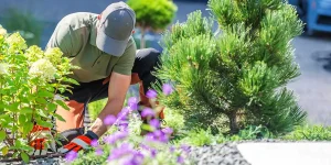 A professional landscaper in a cap and gloves carefully tends to vibrant green shrubs and purple flowers in a garden.