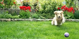 Golden retriever running on a lush green lawn near red tulips, showcasing dog-friendly backyard landscaping ideas in Ponte Vedra Beach, FL.