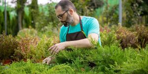 A professional gardener inspecting evergreen shrubs to prepare a outdoor landscape for hurricane season in Ponte Vedra Beach.