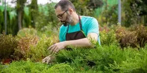 A professional gardener inspecting evergreen shrubs to prepare a outdoor landscape for hurricane season in Ponte Vedra Beach.