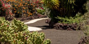 Prickly pear cacti and tropical plants growing along a winding path in sandy, dark volcanic soil.