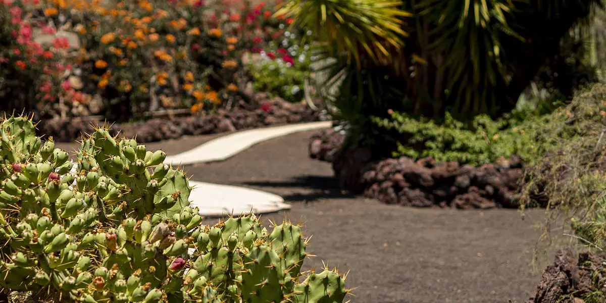 Prickly pear cacti and tropical plants growing along a winding path in sandy, dark volcanic soil.